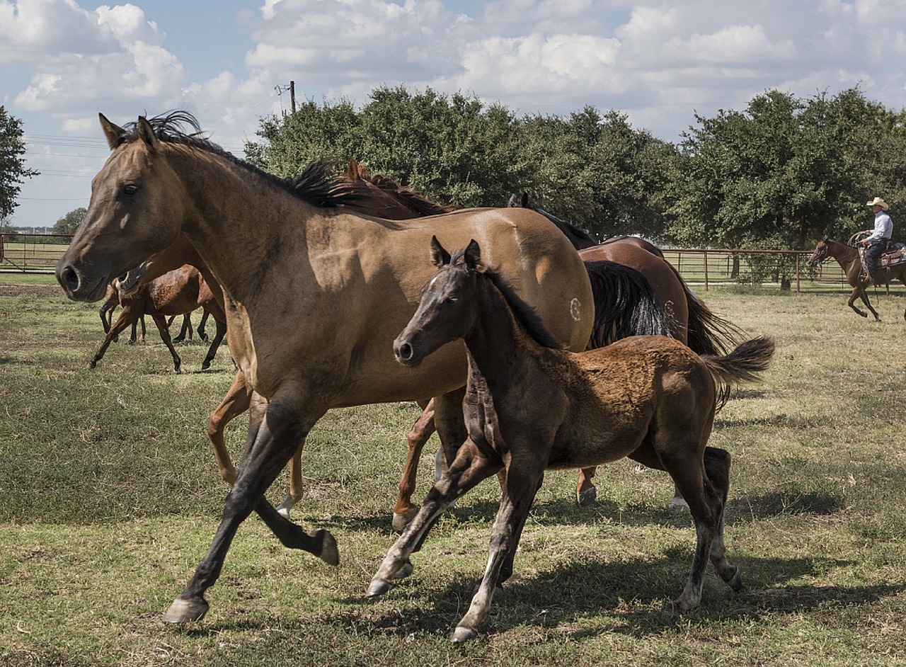 Slate-Real-Estate-Springtown-Texas-Horses