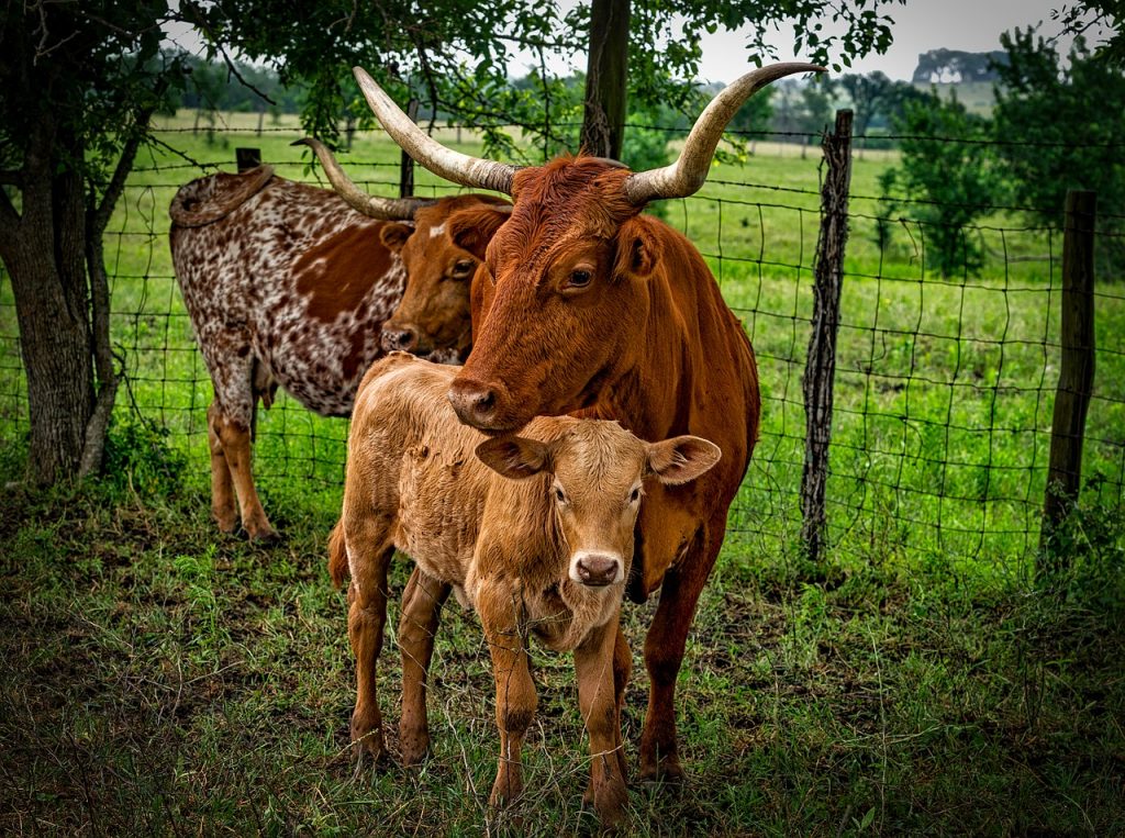two longhorn cattle with calf near a fence in a field
