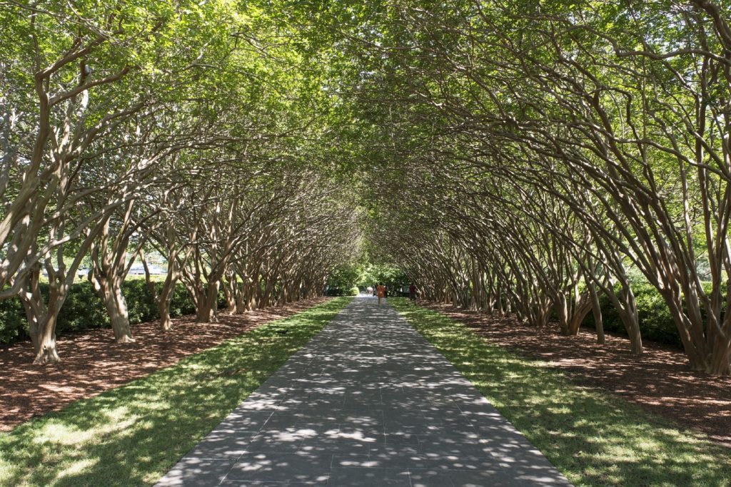 Crepe Myrtles on each side of a long drive way