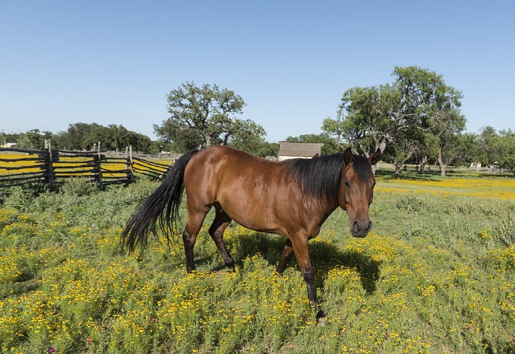 Brown horse walking in a field of yellow flowers with a wooden slat fence and trees in the background